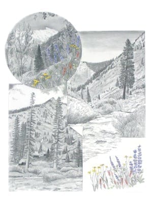 Mineral King Wildflowers