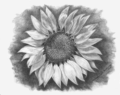 Margie's sunflower_edited-2