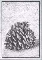 Small pinecone