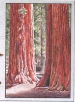 Small sequoias