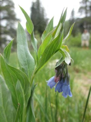 bluebellls