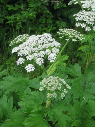 cow-parsnip