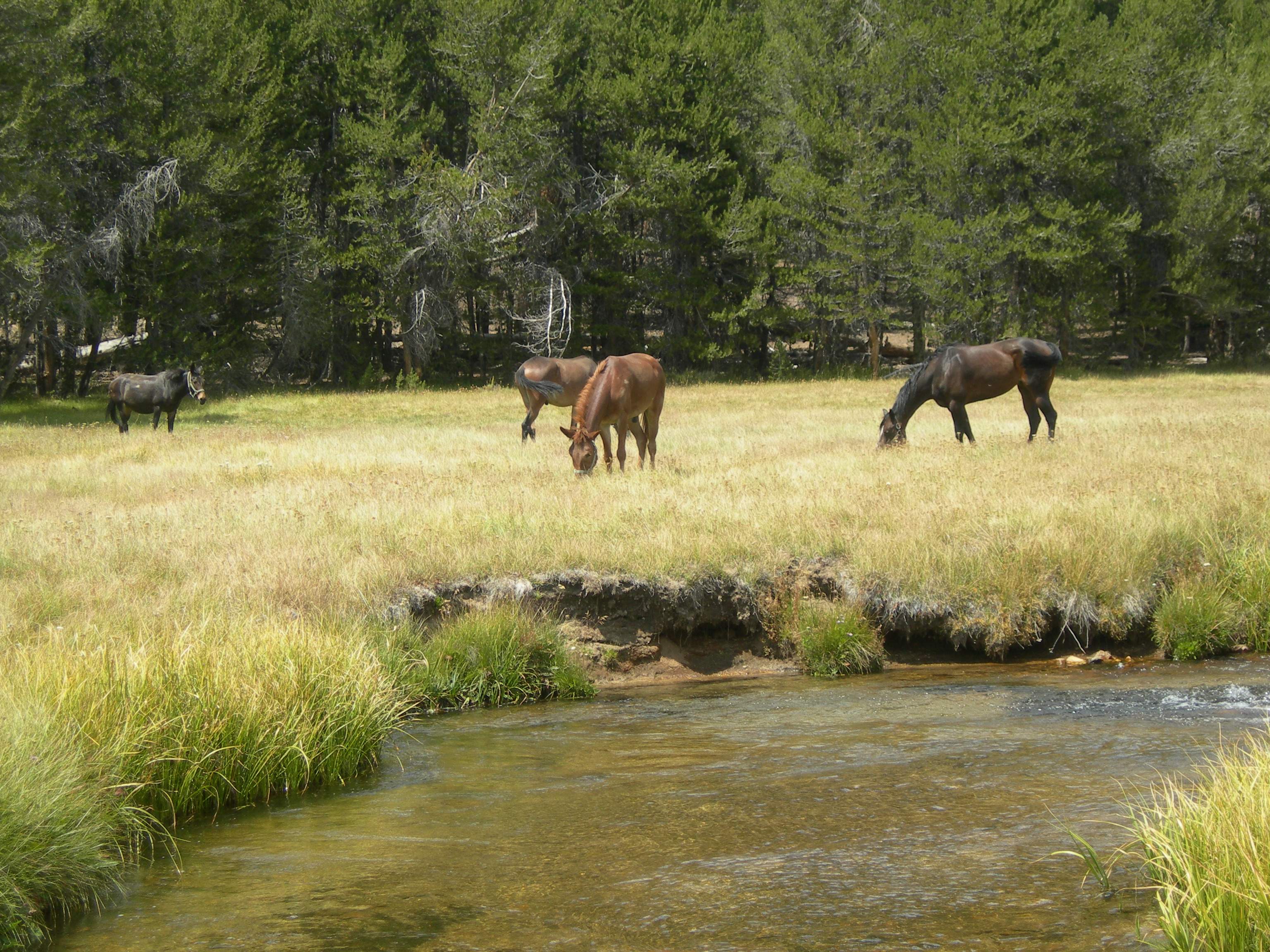 mules in a meadow by water