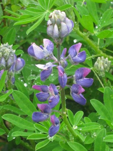 lupine